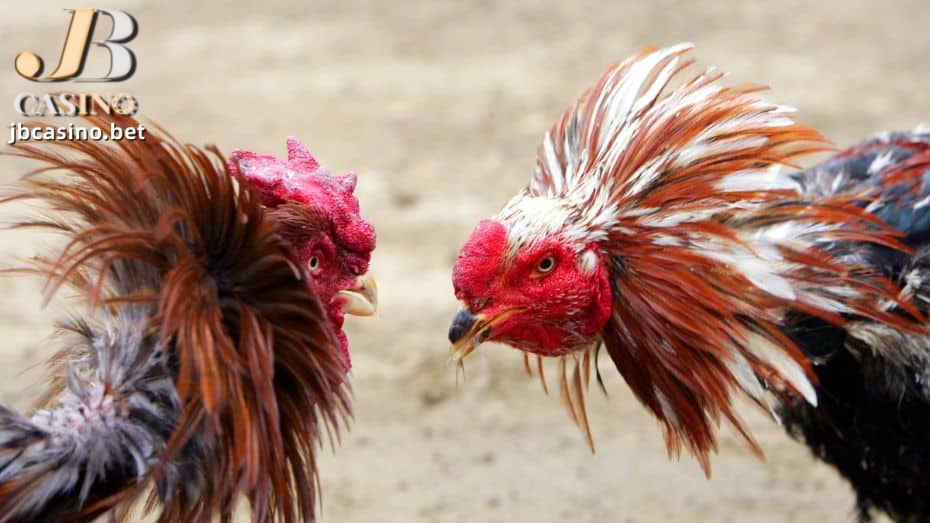 What Makes an Online Cockfighting Match